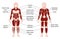 Muscles Chart Description Muscular Body Woman