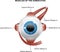 Muscles of the human eyes