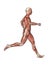 Muscles of Male Anatomy in Motion