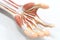 Muscles of the palm hand for anatomy education