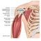 Muscles of shoulder and arm 3d medical  illustration on white background