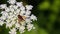 Muscomorpha on white flower with blurred green background. Close-up. Copy space. Selective focus