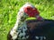 Muscovy with Attitude