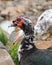 Muscovy duck