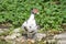 Muscovy Duck