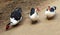 The Muscovy Duck