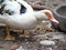 Muscovy duck