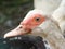 Muscovy duck