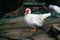 Muscovy duck