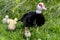 Muscovy Duck