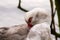 Muscovy Duck