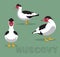 muscovy duck pictures