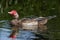 Muscovy Duck in Australasia