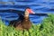 Muscovy Duck in Australasia