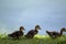 Muscovy Duck babies