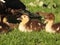 Muscovy duck babies sitting in the grass in the garden