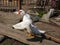 Muscovy duck balancing on a rusty plate