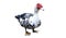 Muscovy duck or barbary duck on white