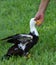 Muscovy Duck Being Hand Fed Corn