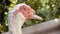 Muscovy Duck (Cairina Moschata)