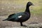 Muscovy duck (Cairina moschata).