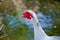 Muscovy duck, Cairina moschata, Anatidae, Anseriformes . His head is a white duck. a mute duck cairina moschata rests on