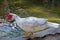 Muscovy duck, Cairina moschata, Anatidae, Anseriformes . His head is a white duck. a mute duck cairina moschata rests on