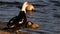 Muscovy Duck (Cairina Moschata) With Ducklings, Lake at The Hammocks, Florida