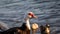 Muscovy Duck (Cairina Moschata) With Ducklings, Lake at The Hammocks, Florida