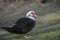 Muscovy duck Cairina moschata iresting on the banks of Ifield Mill pond