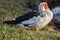 Muscovy duck Cairina moschata is a large duck native to Mexico