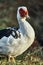 Muscovy duck Cairina moschata is a large duck native to Mexico