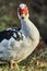 Muscovy duck Cairina moschata is a large duck native to Mexico