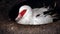 Muscovy Duck, Cairina moschata, lying