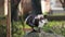 The Muscovy duck Cairina moschata preening. Close up portrait of a large duck, native to Mexico and Central and South America, s