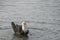 Muscovy duck Cairina moschata resting in the water of Ifield Mill pond