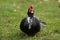 Muscovy duck, Cairina moschata, single male on grass,