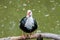 Muscovy duck Cairina moschata sitting near pond