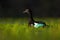 Muscovy Duck, Cairina moschata, in the water green grass, bird in the nature habitat, Barranco Alto, Pantanal, Brazil