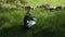 Muscovy Duck Cleaning Its Feathers