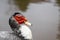 Muscovy duck close view of eye and red face cairina moschata