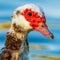 Muscovy Duck Domestic type Cairina moschata Costa Ballena Cadiz