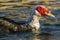 Muscovy Duck Domestic type Cairina moschata Costa BAllena Cadiz