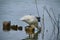 Muscovy Duck drinking water in Banyoles lake