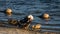 Muscovy Duck With Ducklings, Lake at The Hammocks, Kendall, Florida