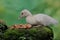 A muscovy duck eating a ripe papaya that fell on a rock overgrown with moss.