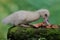 A muscovy duck eating a ripe papaya that fell on a rock overgrown with moss.