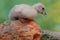 A muscovy duck eating a ripe papaya that fell on a rock overgrown with moss.