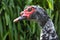 Muscovy duck face Wildlife background
