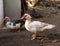 Muscovy duck on a farm Domestic birds